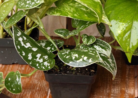 Live 5 Plants Philodendron Pothos Collection Silver Satin Etsy Nederland