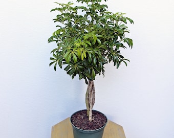 LIVE 6 inch pot Arboricola Hawaiian Schefflera ARB plant Topiary, Get well gift for her, Thank you gift, Housewarming gift, Christmas gift