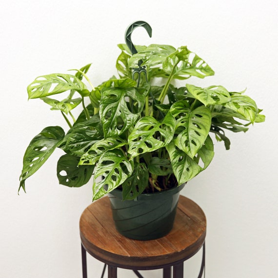 LIVE 8 Inch Hanging Basket Swiss Cheese Monstera Adansonii, Vine Evergreen  Houseplant, Housewarming Gift, Family Christmas Gift, Office Gift - Etsy