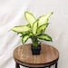see more listings in the Small indoor plants section