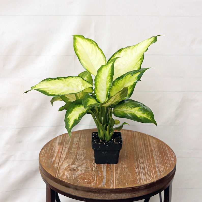 Dieffenbachia Dumb Cane