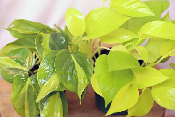 houttuynia cordata plant Houttuynia cordata 'Variegata' (Chameleon Plant)
