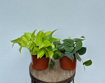 LIVE Combo 6 inch pots Neon Pothos & Scindapsus Silvery Ann, Trailing house plants, Mothe's day gift, Housewarming gift, Birthday gift