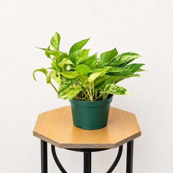 LIVE 6 inch pot Marble Queen Pothos, Indoor potted trailing plant, Teacher gift Christmas, Special gift for mom, Anniversary gift for him