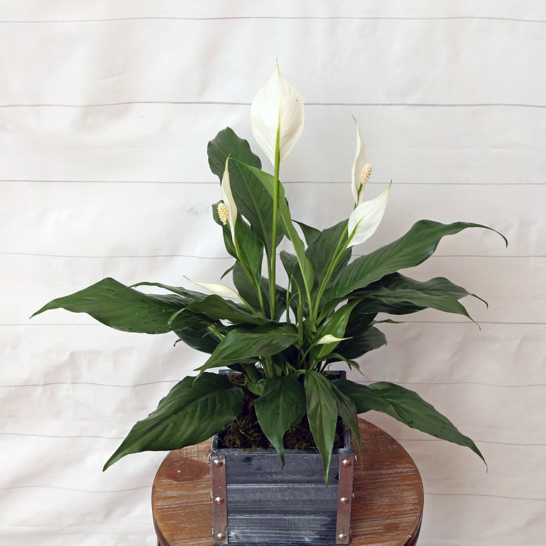 LIVE 6 inch wooden pot Spathiphyllum Peace Lily, Blooming houseplant, Wedding decor, Housewarming couples gift, Birthday gift for girlfriend image 5