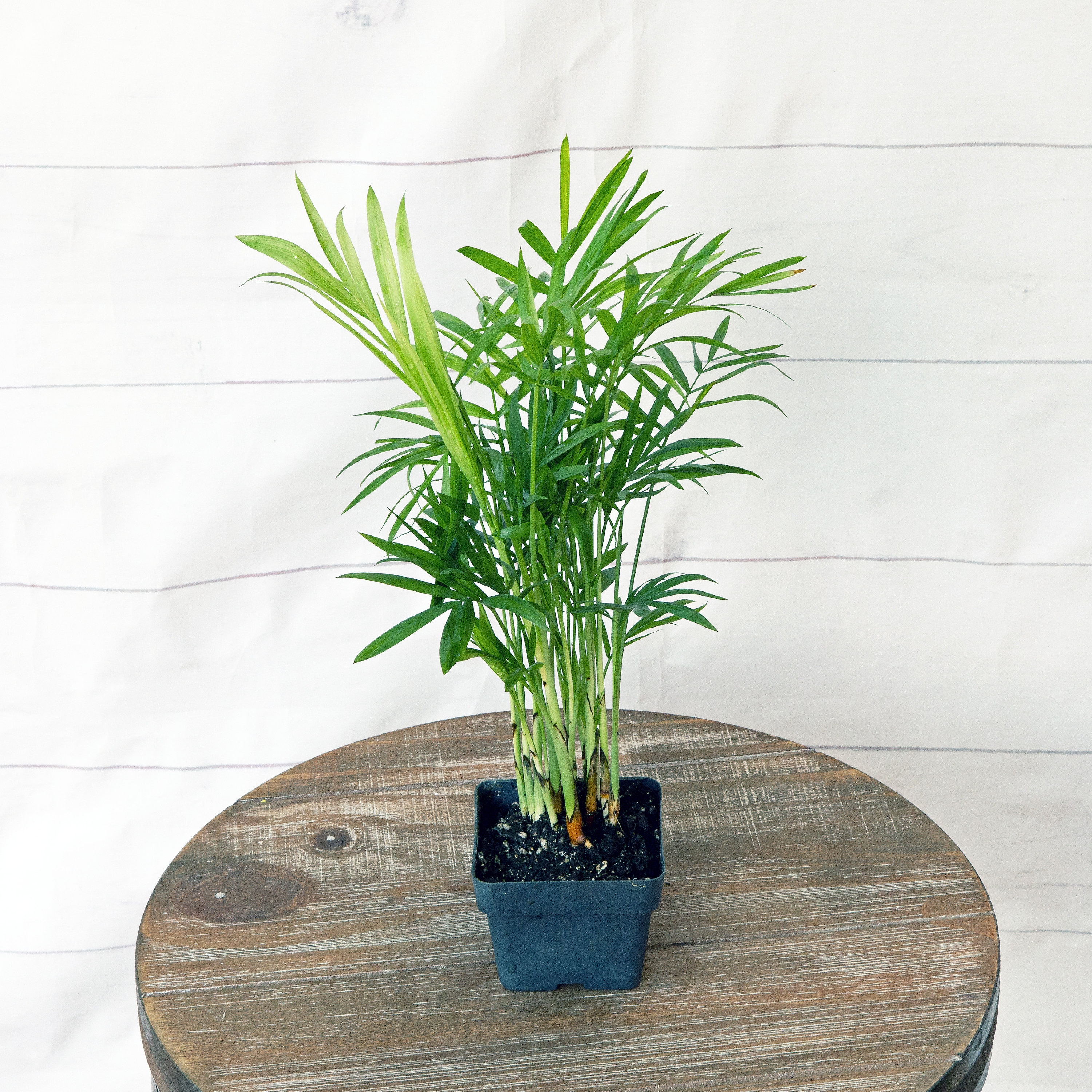 12 PACK LIVE 3 Inch Pot Parlor Palm Chamaedorea Elegans Neanthe Bella,  Christmas Gift for Office, Mom Birthday Gift, Plant Lover Gift - Etsy, image size:3000x3000