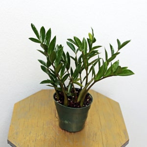 LIVE 4 inch pot ZZ plant Zamioculcas Zamiifolia, Good luck plant, Housewarming gift, Office gift for coworker, Thank you gift, Get well gift