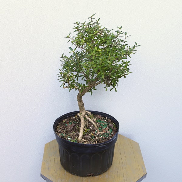 LIVE 8 inch pot Serissa Bonsai, Snowrose, Tree of Thousand Stars, Japanese Boxthorn, RARE houseplant, Indoor potted plant, Birthday gift