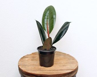 LIVE 4 inch pot Ficus Elastica, Ficus Robusta, Rubber Tree, Gardener gift, Indoor houseplant, Father's day gift, Live potted plant