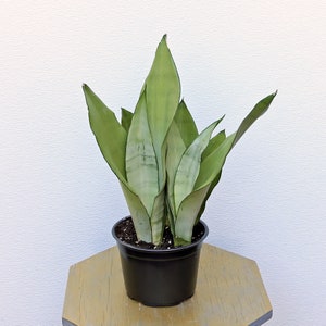 May include: A potted snake plant with long, upright, pale green leaves with darker green edges. The plant is in a black plastic pot, sitting on a light brown, hexagonal wooden surface. The background is a plain white wall.