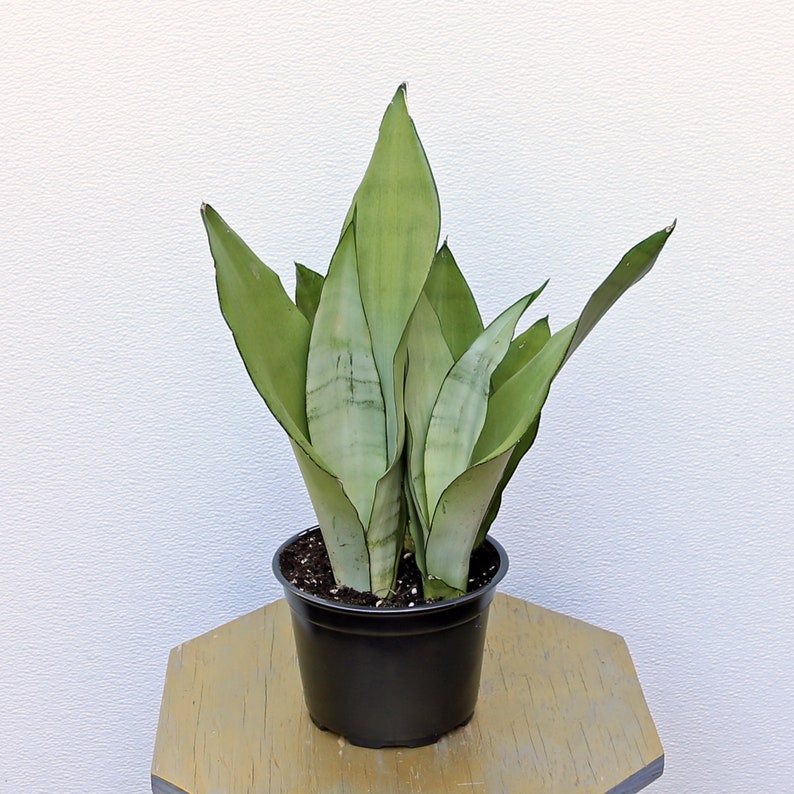 May include: A potted snake plant with long, upright, pale green leaves with darker green edges. The plant is in a black plastic pot, sitting on a light brown, hexagonal wooden surface. The background is a plain white wall.