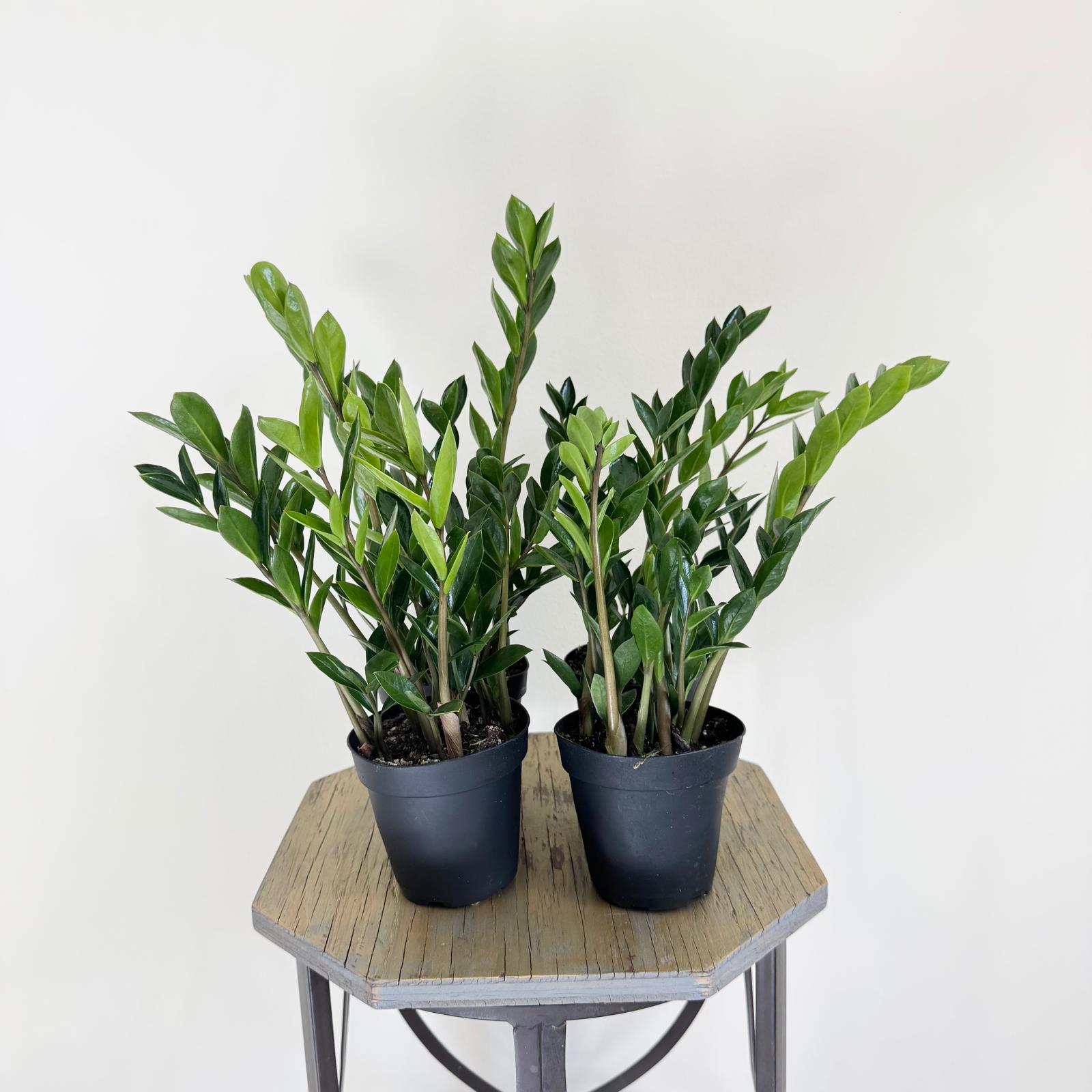 plants mania　THE SIDE UP BOX LIVE 4 Combo 4 inch pots ZZ plant Zamioculcas Zamiifolia, Good