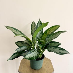 LIVE 6 inch pot Aglaonema Silver Bay, Chinese Evergreen, Low light tropical plant, Green silver foliage, Birthday gift, Gardening gift