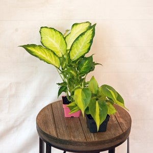 LIVE Combo 3 inch pots Dieffenbachia & Brazilian Philodendron, Boyfriend birthday gift, Plant lover gift, Grandparent gift, New nurse gift