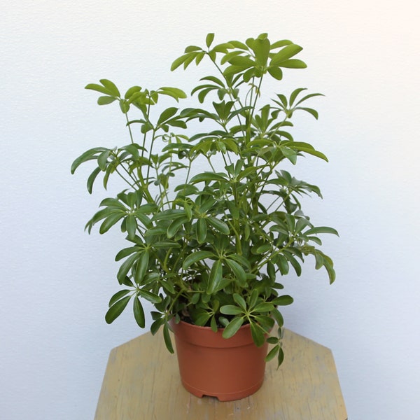 LIVE 6 inch pot Arboricola Hawaiian Schefflera ARB plant, Grandmother birthday gift, Get well gift for her, Indoor potted plant, Office gift