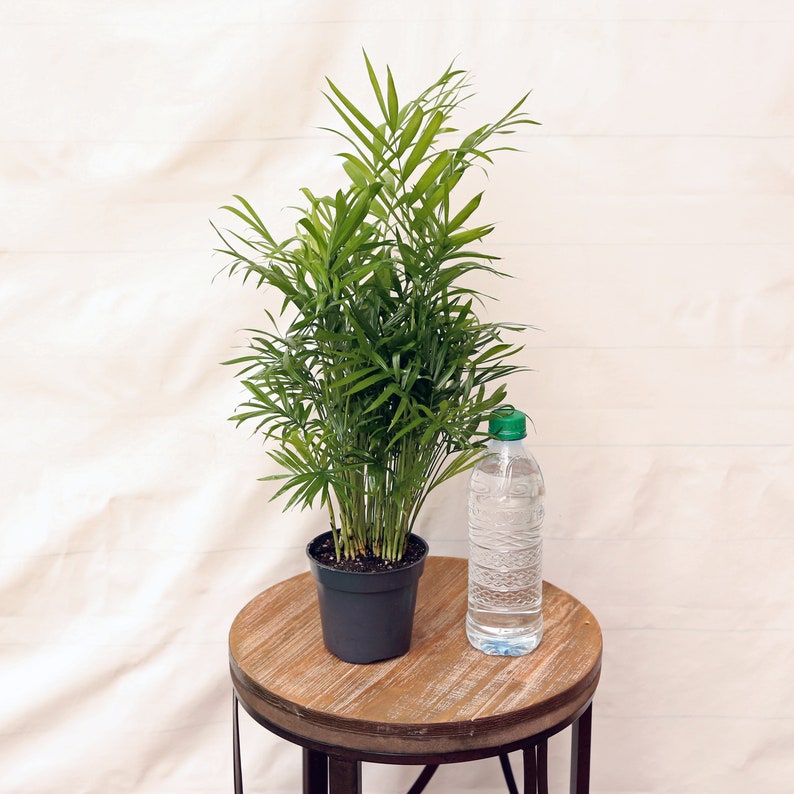 FloridaPlantsGardens Parlor Palm