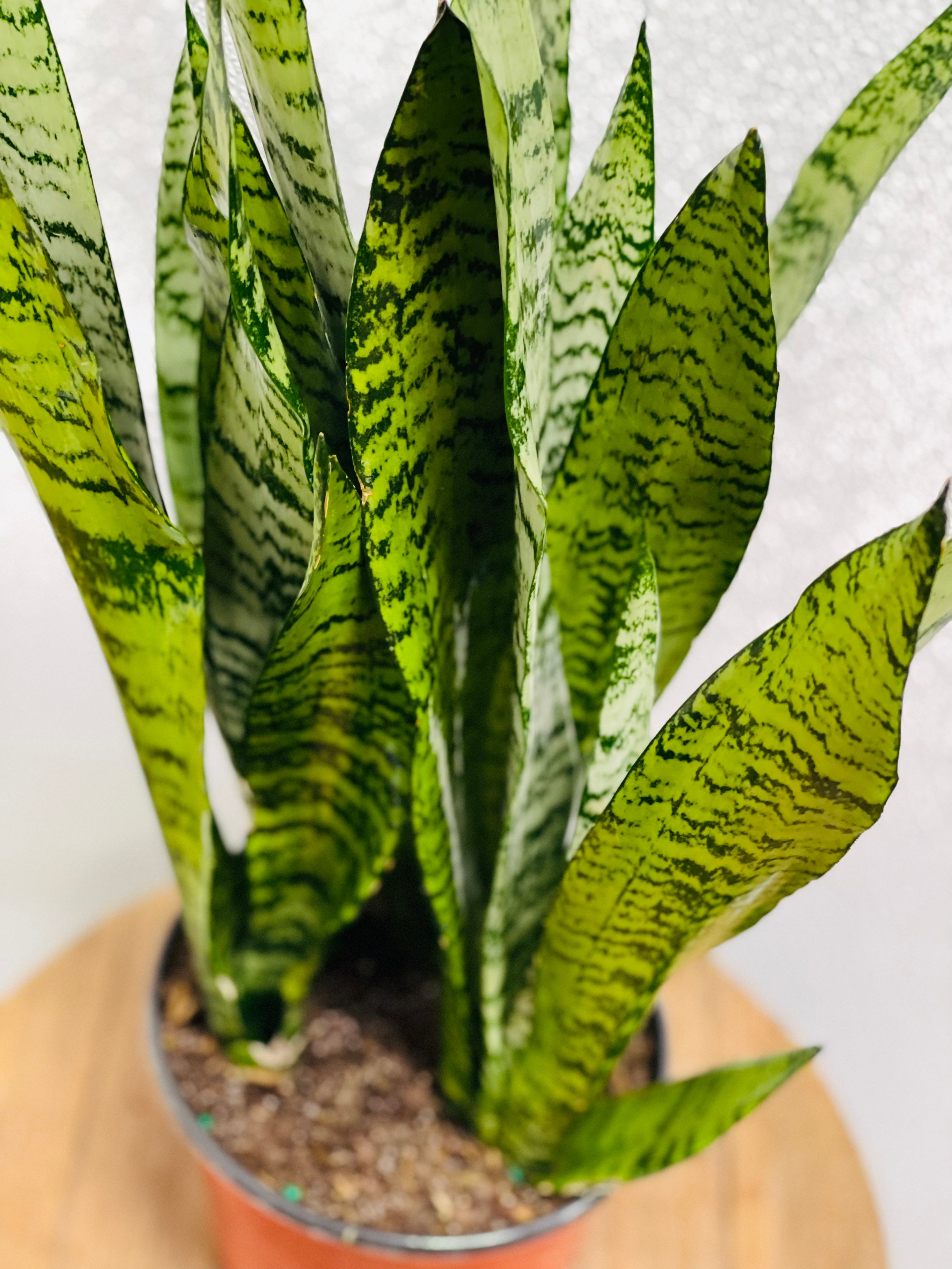 LIVE Sansevieria Snake Plant Zeylanica Robusta Black Coral Etsy