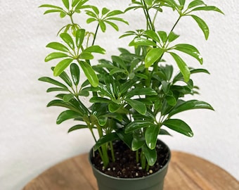 LIVE 4 inch pot Arboricola Hawaiian Schefflera ARB plant, Bushy houseplant, Volleyball coach gift, Best friend gift, Thank you gift