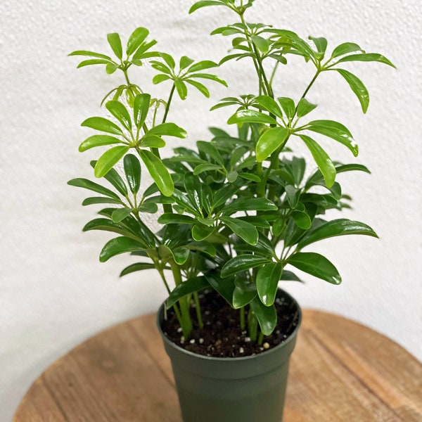 LIVE 4 inch pot Arboricola Hawaiian Schefflera ARB plant, Bushy houseplant, Volleyball coach gift, Best friend gift, Thank you gift