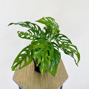 May include: A green Monstera adansonii plant with large, perforated leaves in a black pot. The plant is sitting on a wooden table.