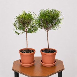 May include: Two small, green, leafy topiary trees with thin brown trunks, each planted in a matching terracotta-colored plastic pot with a circular saucer base, displaying dense foliage and a rounded shape on a plain light background.