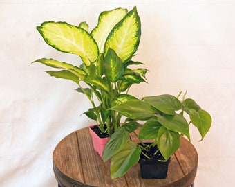 LIVE Combo 3 inch pots Dieffenbachia & Green Philodendron Heartleaf, Christmas gift set, Grandma birthday gift, Father's day, Office gift