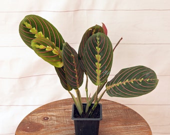 LIVE 3 inch pot Red Maranta Prayer plant, Thank you gift for doctor, Housewarming gift, Indoor trailing potted plant, Grandma birthday gift