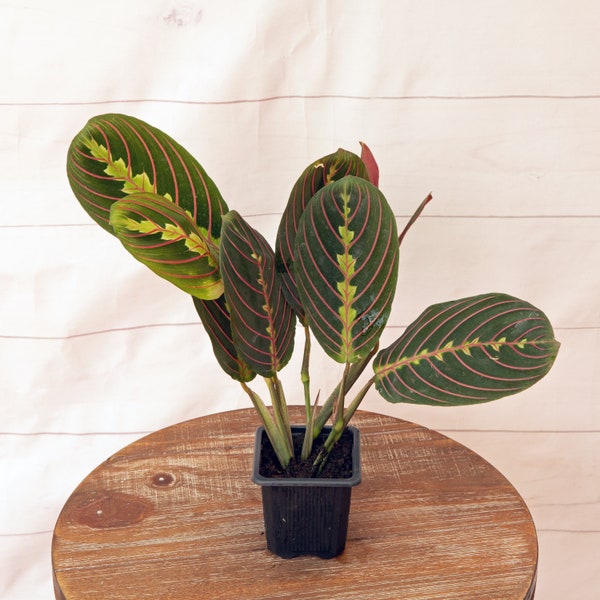 LIVE 3 inch pot Red Maranta Prayer plant, Thank you gift for doctor, Housewarming gift, Indoor trailing potted plant, Grandma birthday gift