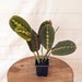 LIVE Red Maranta prayer plant vine houseplant in 3' growers pot 