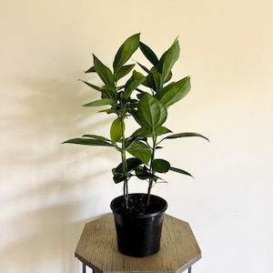 May include: A potted plant with vibrant green leaves. The plant is in a black plastic pot, sitting on a wooden table. The leaves are long and oval-shaped, with a glossy texture. The plant is a houseplant.