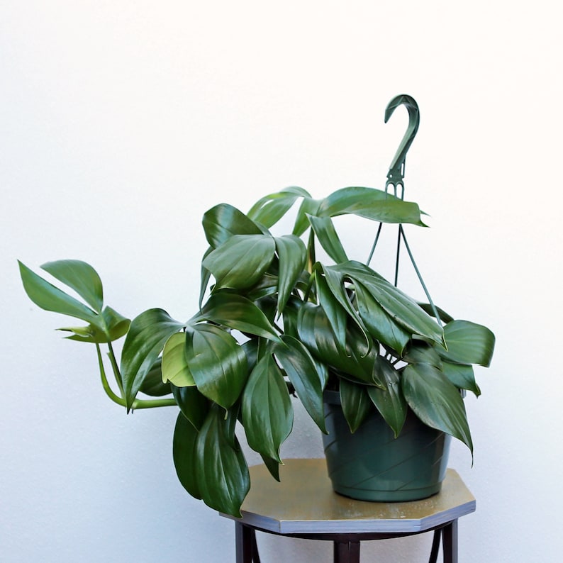 May include: A green potted plant with large, dark green leaves hanging from a green metal hook. The plant is sitting on a light brown table with a dark brown base.