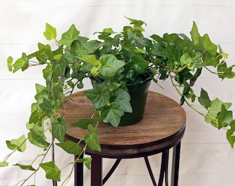 LIVE 6 inch pot Ivy Plant Hedera Helix, Trailing evergreen houseplant, Live indoor plant, Green wall decor, Birthday gift, Christmas gift