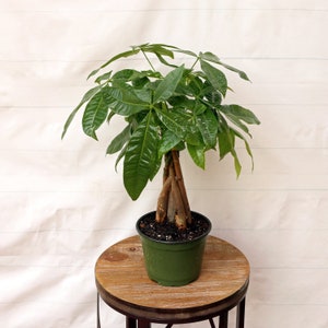 May include: A green potted plant with a braided trunk and large, dark green leaves. The plant is sitting on a wooden table.