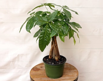 LIVE 6 inch pot Money Tree, Pachira Aquatica, Prosperity tree, Christmas gift, Gardening gift, Low maintenance plant, Sympathy gift