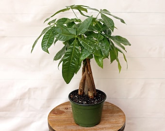 LIVE 6 inch pot Money Tree Pachira Aquatica Bonsai, Good Luck housewarming first home gift, Wife Christmas gift, Thank you gift for coworker