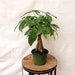 LIVE Money Tree Pachira Aquatica Good Luck tree Bonsai in 6' growers pot 