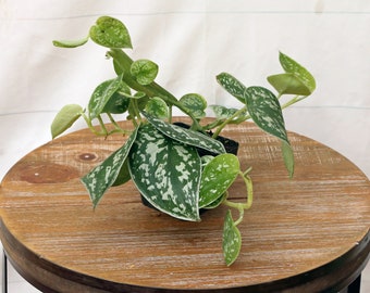 LIVE 3 inch pot Silver Satin Silvery Ann Scindapsus Pictus, Evergreen indoor vine plant, Variegated houseplant, Plant lover gift for office