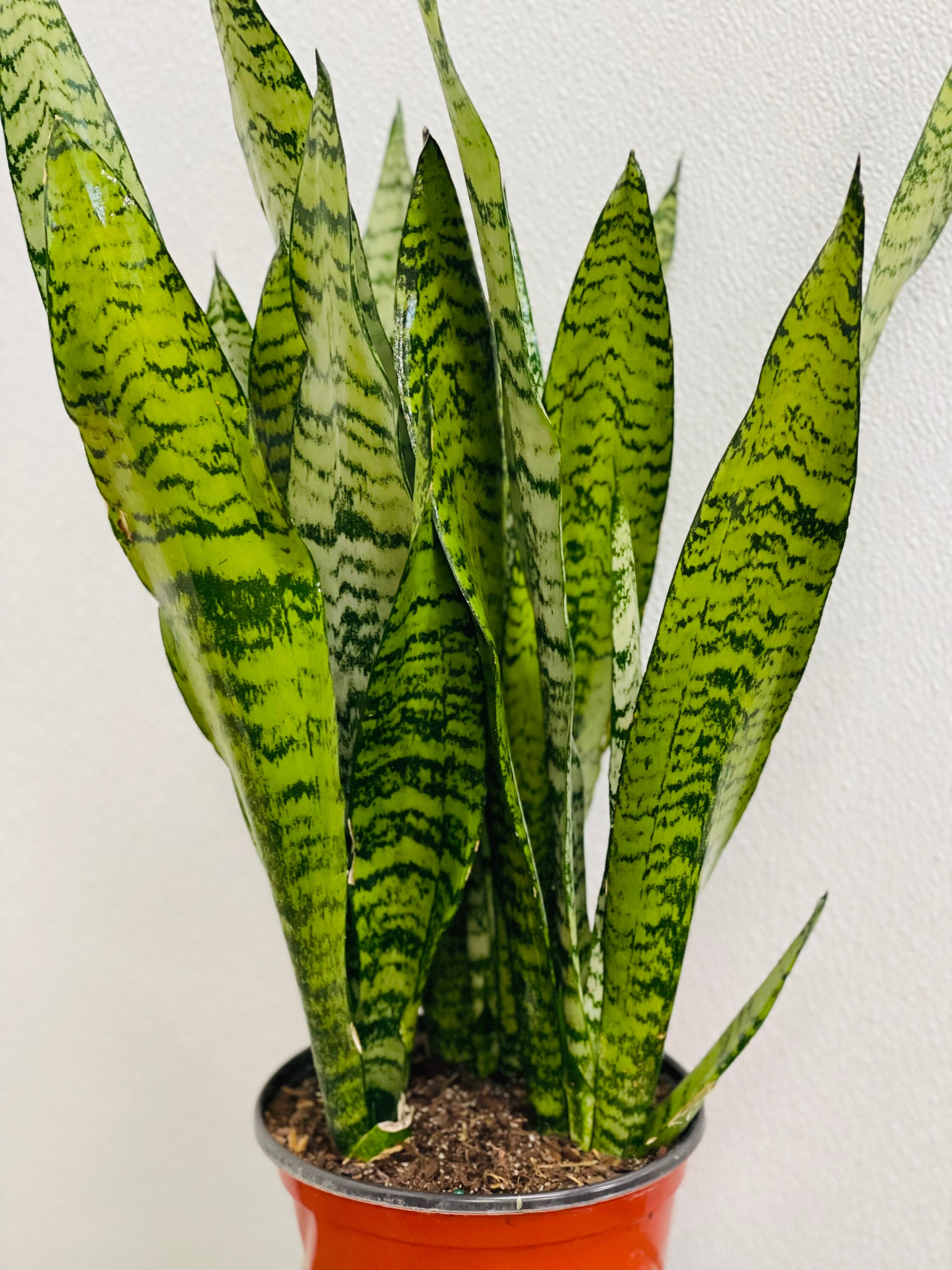 LIVE Sansevieria Snake Plant Zeylanica Robusta Black Coral Etsy