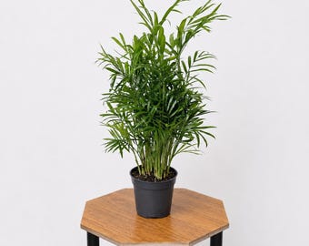 Palma de salón (Chamaedorea elegans Neanthe Bella) en maceta de 10 cm (4 pulgadas). Planta de interior que tolera poca luz, purifica el aire. Ideal como regalo de inauguración.