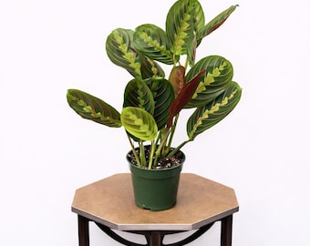 LIVE 4 inch pot Red Maranta prayer plant, Potted vine houseplant, Sympathy gift, Spanish teacher gift, Plant decoration, Best friend gift