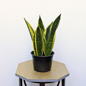 LIVE 6 inch pot Sansevieria Golden Flame Snake Plant, Housewarming gift, Plant lover gift, Fathers day, Christmas gift, English teacher gift
