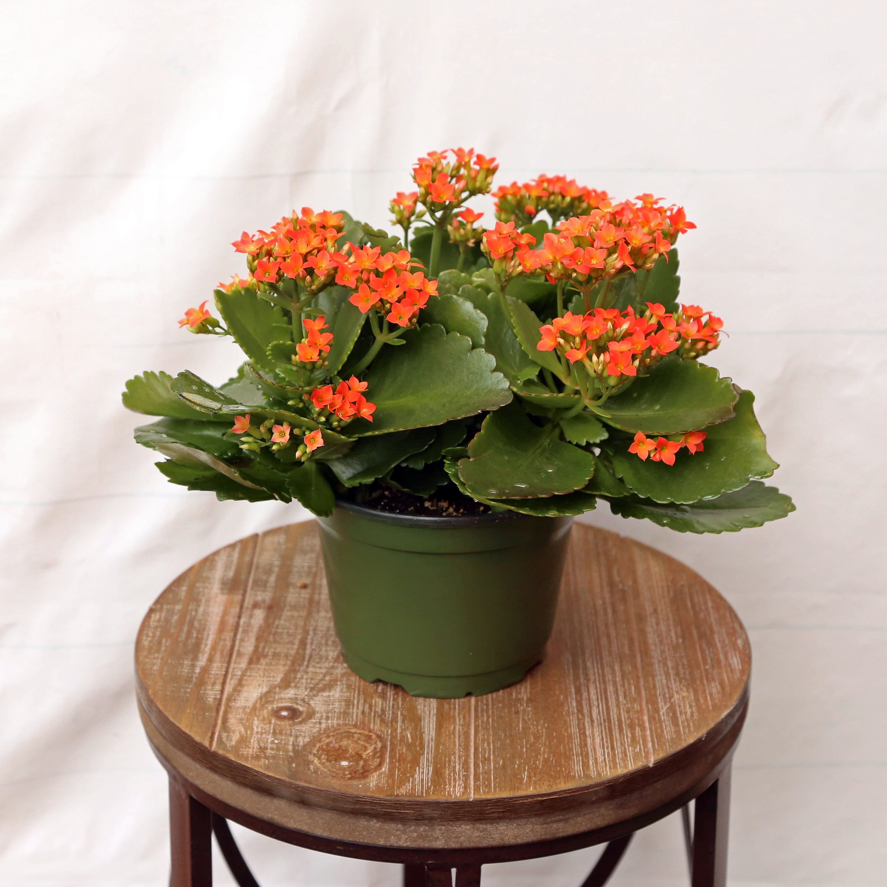 LIVE Kalanchoe blooming plant beautiful indoor houseplant in Etsy