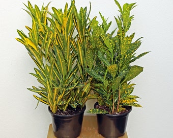 LIVE Combo 6 inch pots Croton Sunny Star & Golddust, Large plant, Housewarming gift, Birthday gift, Indoor potted plant, Office gift