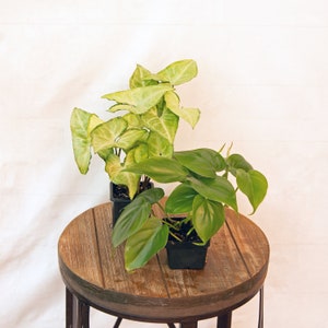 LIVE Combo 3 inch pots White Butterfly Syngonium Arrowhead & Green Philodendron Heartleaf, Housewarming gift, Sympathy gift, Bestfriend gift