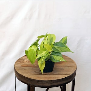 LIVE 4 inch pot Brazilian Philodendron Scandens, Mom birthday gift, Father&#39;s day, Valentine&#39;s gift, Housewarming gift, New teacher gift