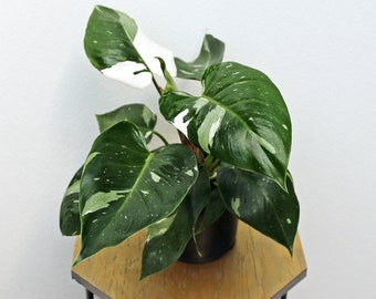 LIVE 6 inch Philodendron White Princess, RARE houseplant, Birthday gift, Christmas gift, Housewarming gift, Grandma gift, FREE shipping