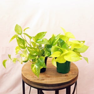 May include: Two potted plants with variegated leaves. One plant has green leaves with yellow variegation, and the other has yellow leaves with green variegation. The plants are sitting on a wooden table.