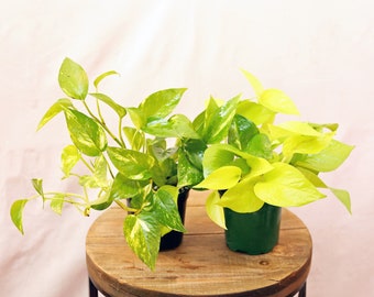 LIVE Combo 4 inch pots Golden Pothos & Neon Pothos, Trailing indoor potted plant, Air purifying plant, Sympathy gift, Grandma birthday gift