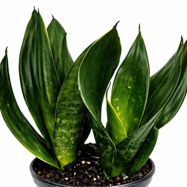 FloridaPlantsGardens Sansevieria Live Plant - Thumbnail 3