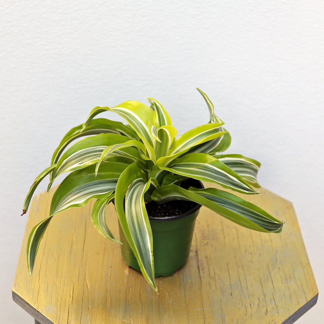 LIVE 4 Inch Pot Dracaena Lemon Surprise, Variegated Indoor Potted Plant, Grandma Gift, Anniversary Gift for Him, Housewarming Gift Plant